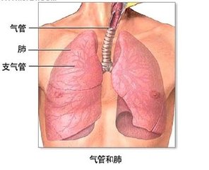 气管炎症状有哪些？