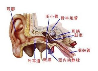 外耳炎会对身体造成哪些伤害？